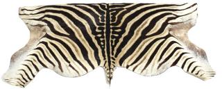 Appraisal: South African Zebra Area Rug South African Zebra Area Rug