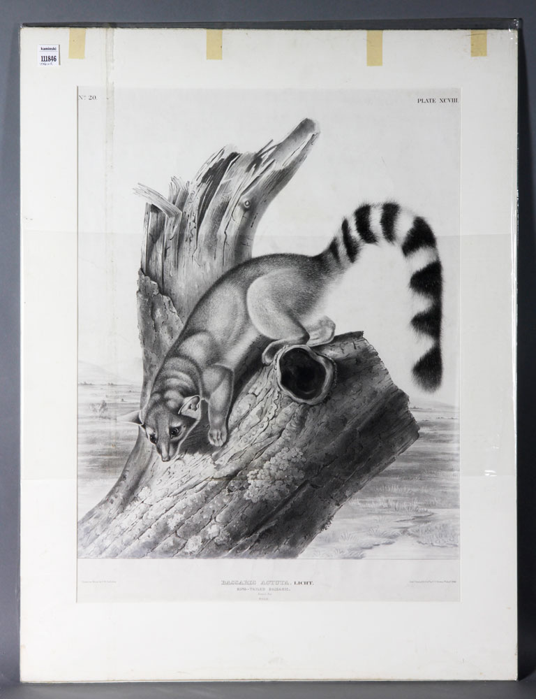 Appraisal: - Bowen Ring-Tailed Bassaris Audubon Stone Litho Ring-tailed bassaris Audubon