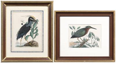 Appraisal: Two Mark Catesby engravings British - both from The Natural