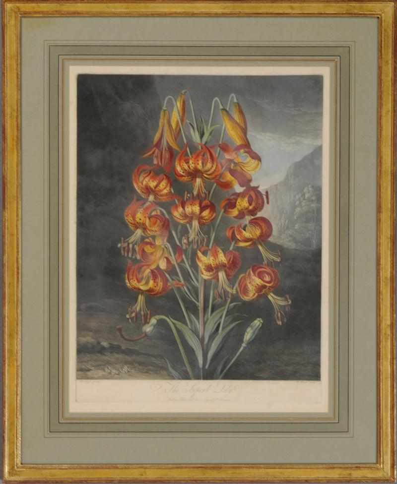 Appraisal: ROBERT JOHN THORNTON - THE SUPERB LILY Aquatint in colors