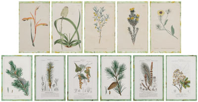 Appraisal: Eleven Hand-Colored Botanical Prints British and French th century two