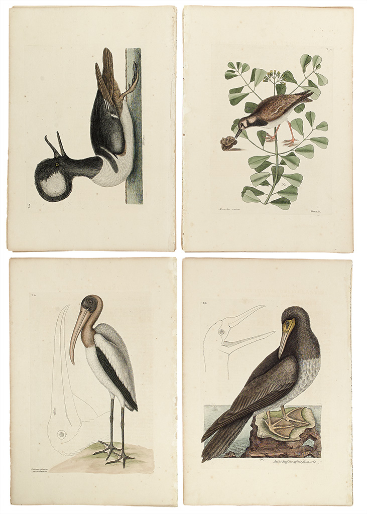 Appraisal: CATESBY MARK Thirty-one hand-colored engraved plates extracted from the first