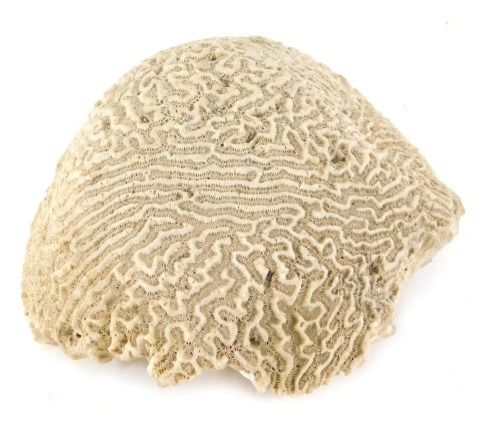 Appraisal: A white brain coral of hemispherical form cm wide