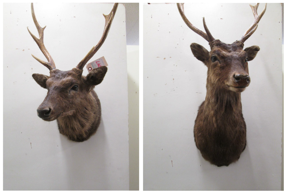 Appraisal: TWO DEER TAXIDERMY MOUNTS both Japanese Sika deer bucks Cervus