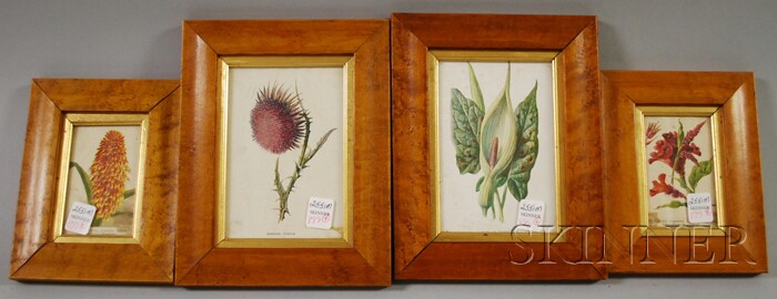 Appraisal: Two Pairs of Bird's-eye Maple Framed Miniature Botanical Prints one