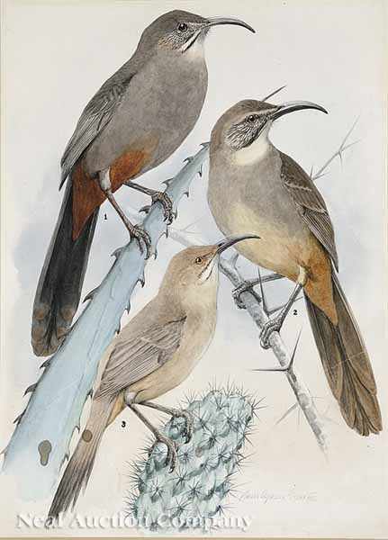 Appraisal: Louis Agassiz Fuertes American - Crissal Thrasher California Thrasher Le