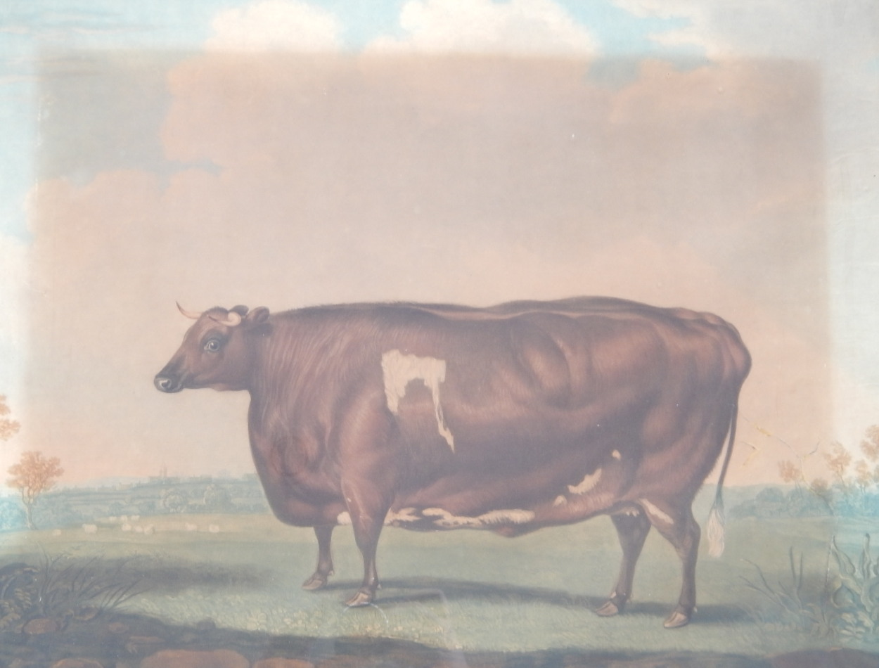 Appraisal: After Thomas Weaver engraved by William WardThe Unrivalled Lincolnshire Heifer