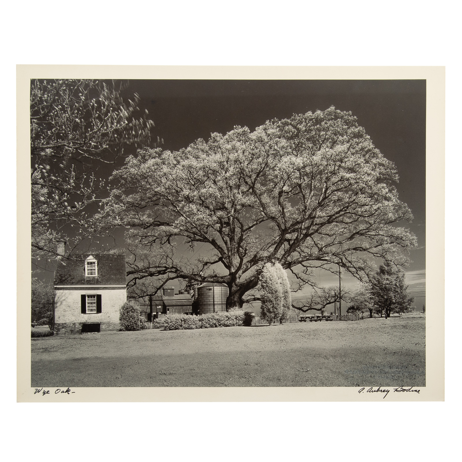 Appraisal: A AUBREY BODINE WYE OAK American - Gelatin silver print