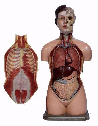 Appraisal: A GOOD EARLY TH CENTURY COLOURED PLASTER ANATOMICAL MODEL OF