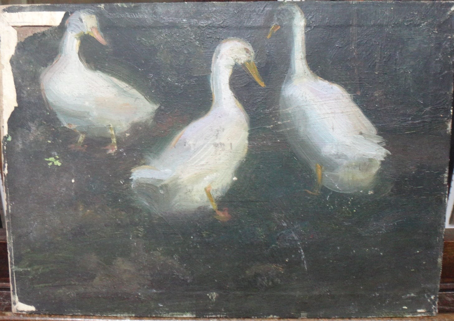 Appraisal: Douglas Stannus Gray - Three ducks oil on canvas laid