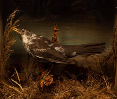 Appraisal: Taxidermy study of a brown speckled bird in a naturalistic