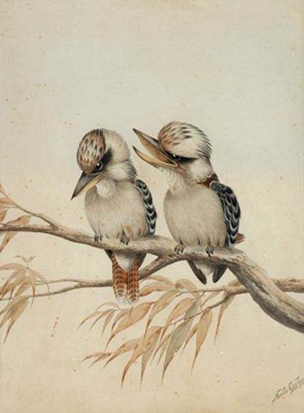 Appraisal: Neville Henry Pennington Cayley Snr - Two Kookaburras watercolour signed