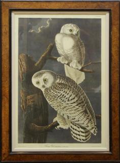 Appraisal: After J J Audubon American Snowy Owl Plate a modern