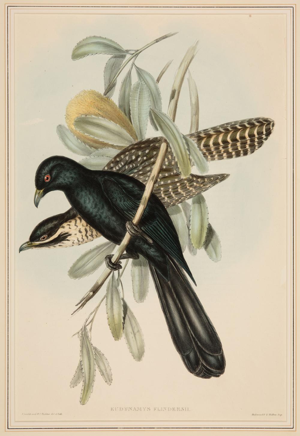 Appraisal: John Gould British - Eudynamys Flindersii and Oxylophus Glandrius hand-colored