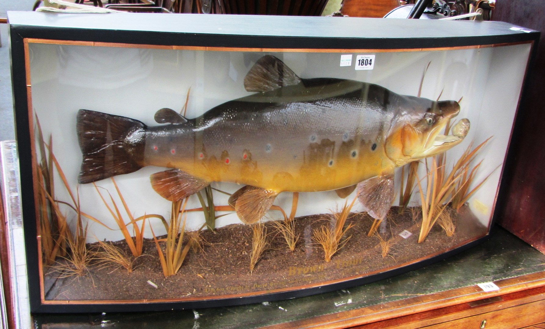 Appraisal: Taxidermy a stuffed and mounted Brown Trout in a glazed