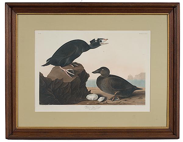 Appraisal: AUDUBON PRINT PLATE CHROMOLITHOGRAPH ON PAPER Havell Edition Plate titled