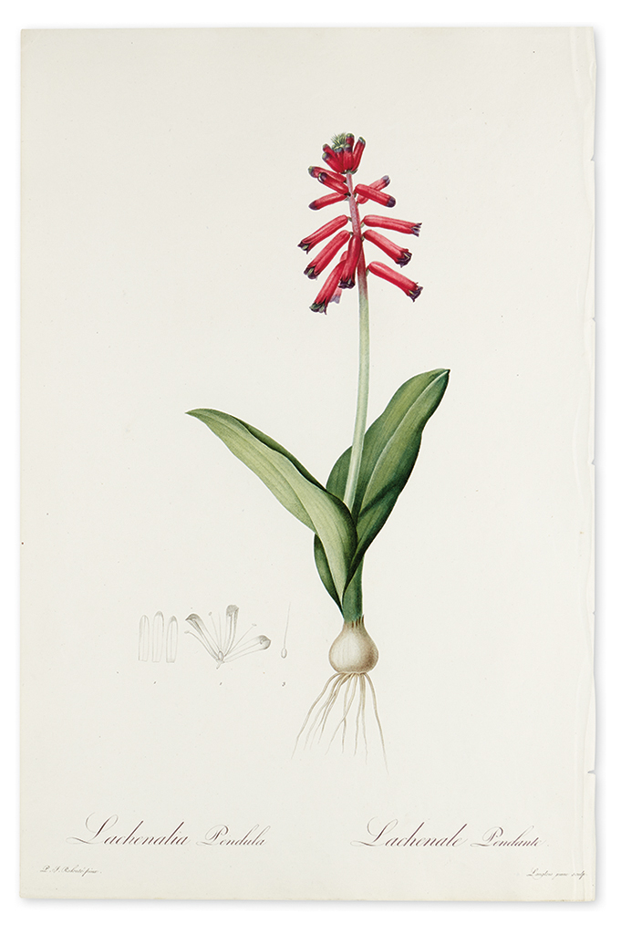 Appraisal: REDOUT PIERRE-JOSEPH Lachenalia Pendula Lachenale Pendante Bulb-bearing Lachenalia Color-printed stipple