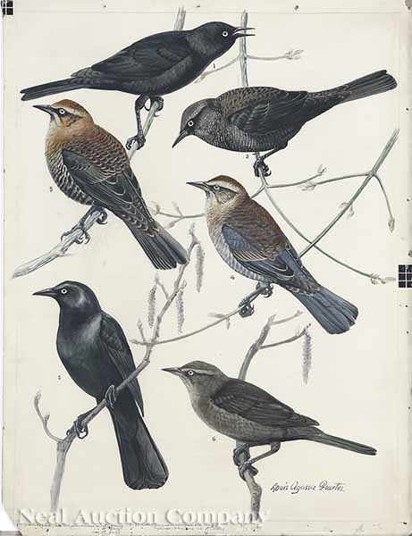 Appraisal: Louis Agassiz Fuertes American - Rusty Blackbird Brewer's Blackbird on