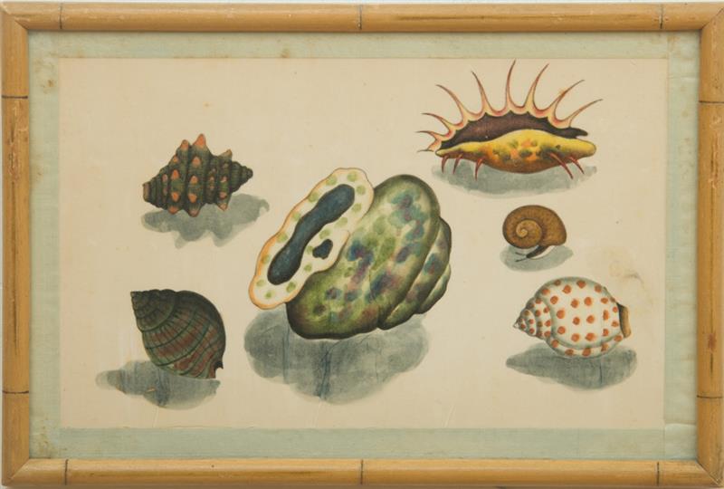 Appraisal: TH CENTURY SCHOOL SEASHELLS TWO STUDIES Watercolor on silken paper