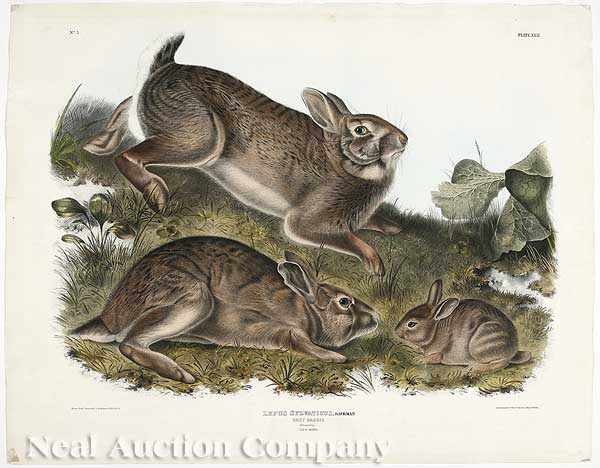 Appraisal: After John James Audubon American - Grey Rabbit Plate XXII