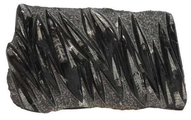 Appraisal: Polished orthoceras fossil plate with numerous orthoceras embedded in rock