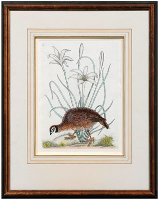 Appraisal: Mark Catesby engraving British - Northern Bobwhite with Atamasco Lily