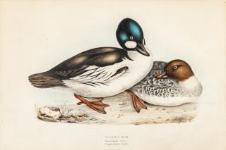 Appraisal: after John Gould British - Goldeneyehand-colored lithograph sheet sight by