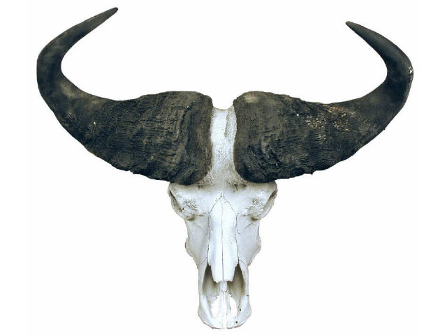 Appraisal: Cape Buffalo skull mount with fine set of horns Estimate