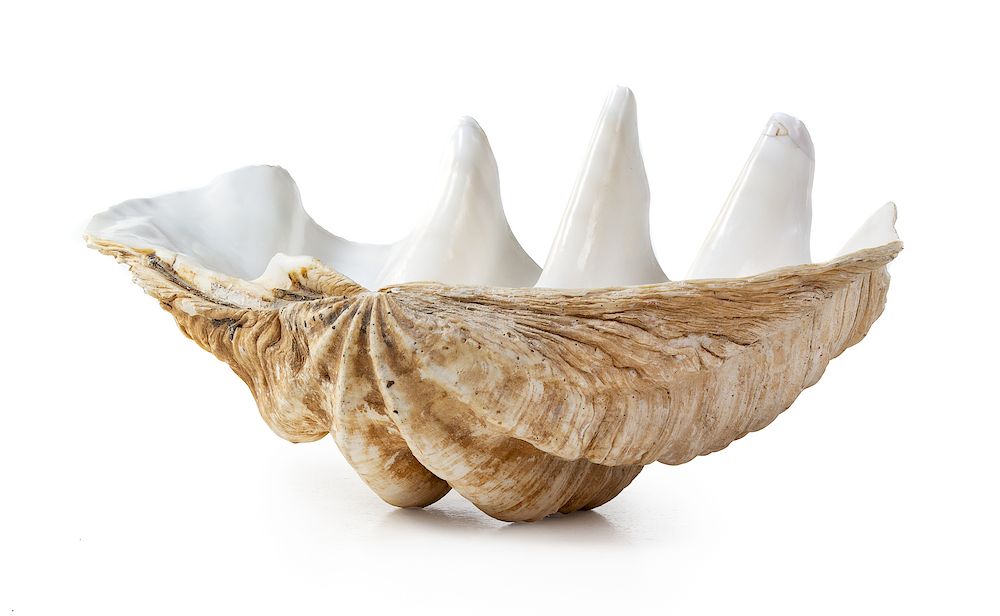 Appraisal: A Giant Clam Shell A Giant Clam Shell Height x