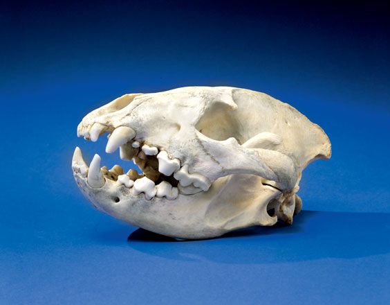 Appraisal: A SPOTTED HYENA SKULL Crocuta crocuta Africa A complete skull