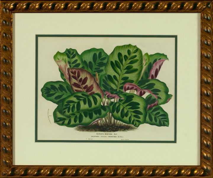 Appraisal: Horto Van Houtteano Belgian th Century Leafy Plants suite of