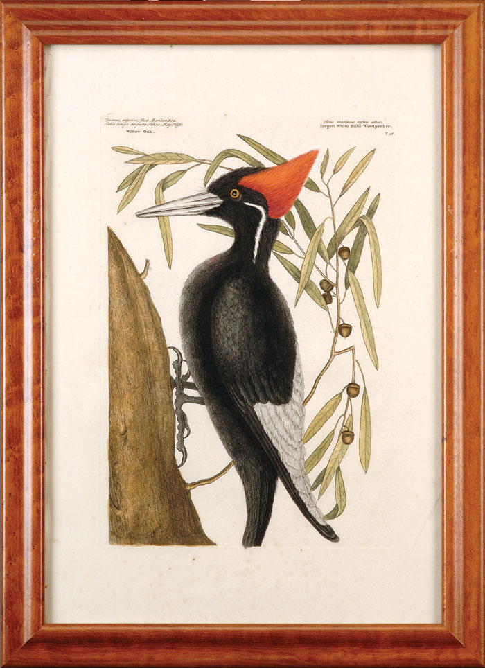 Appraisal: MARK CATESBY AMERICAN - LARGE WHITE BILLED WOODPECKER AND LARGE