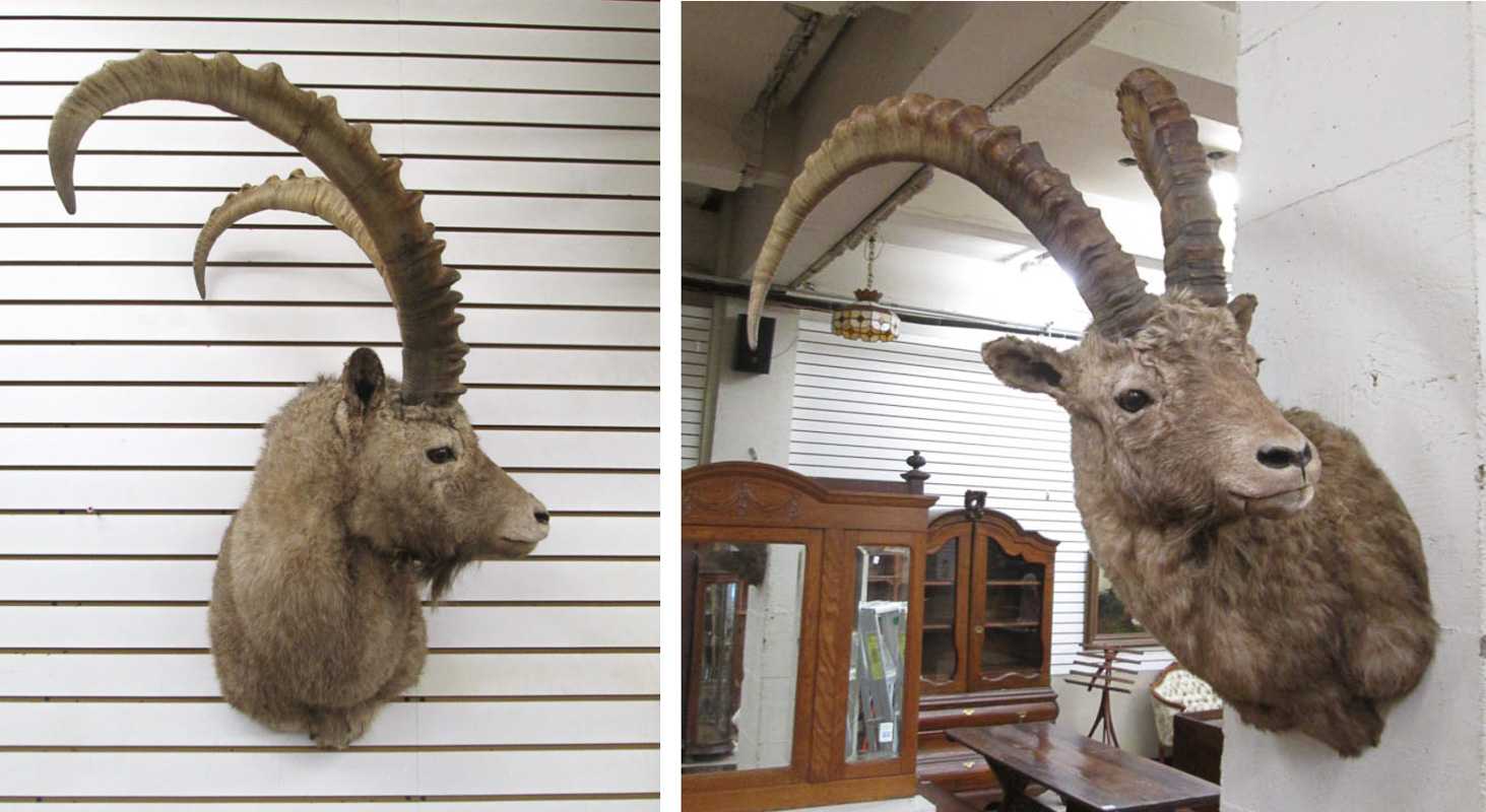 Appraisal: TWO TAXIDERMY MOUNTS Siberian Ibex head shoulder mounts with horns