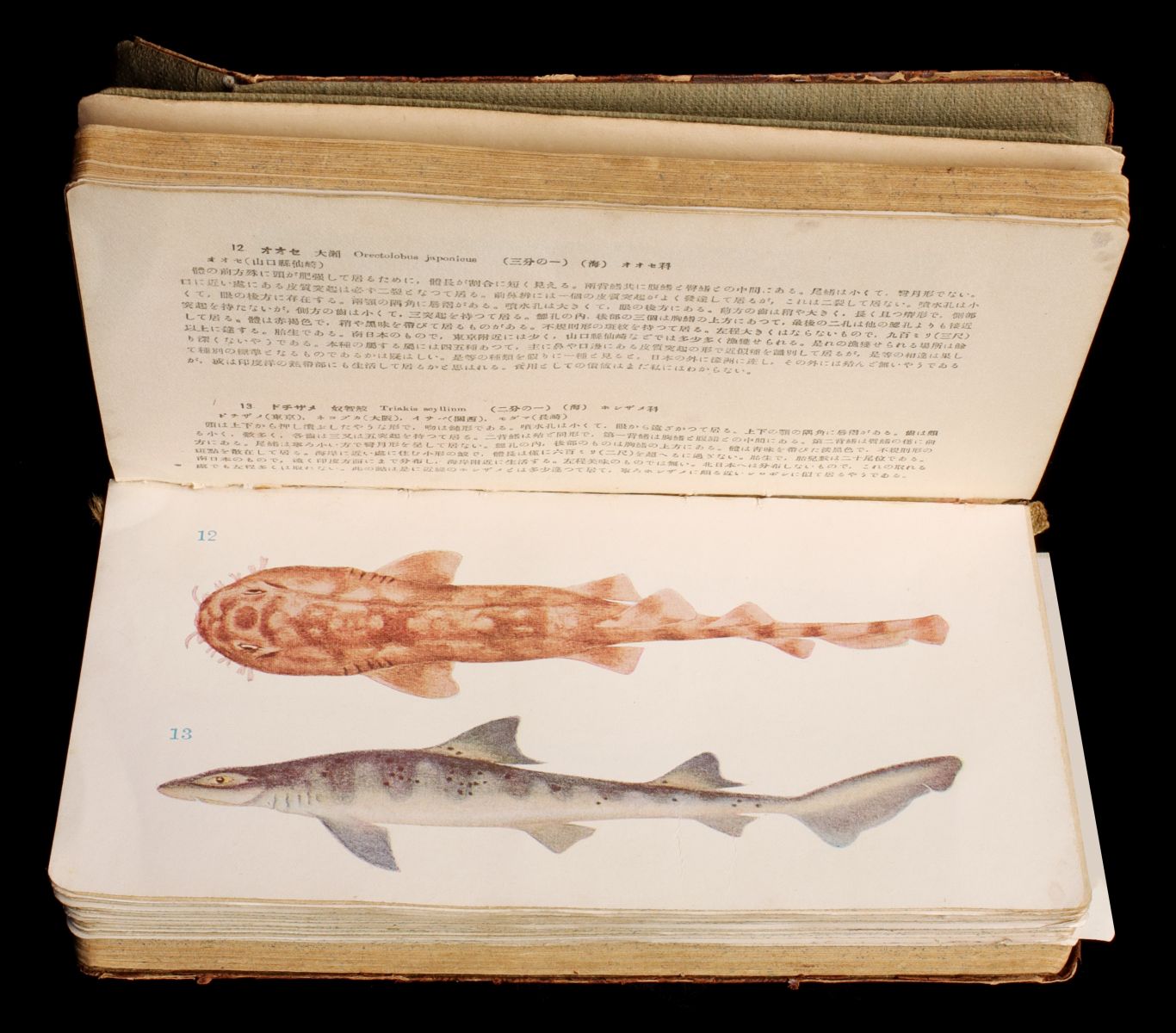 Appraisal: DR TANAKA'S JAPANESE FISHES IN LIFE COLORSDr Shigeho Tanaka -