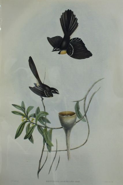 Appraisal: White-shafted Fantail Rhipidura Albiscapa Lithograph by Elizabeth Gould