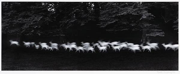 Appraisal: Paul Caponigro American born Running White Deer Wicklow Ireland Gelatin