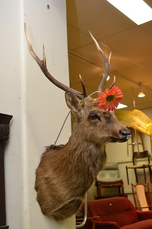 Appraisal: A TAXIDERMIED DEER A TAXIDERMIED DEER