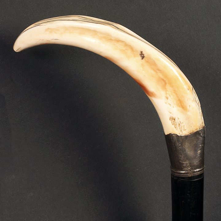 Appraisal: Pig Ivory Hunting Cane A nice early wild boar tusk