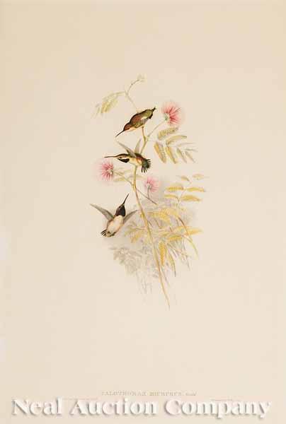 Appraisal: After John Gould English - Calothorax Micrurus hand-colored hummingbird lithograph