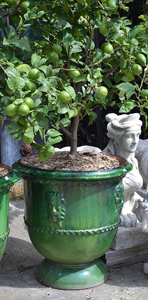 Appraisal: A GREEN GLAZED EARTHEWARE URN WITH A MATURE LIME TREE