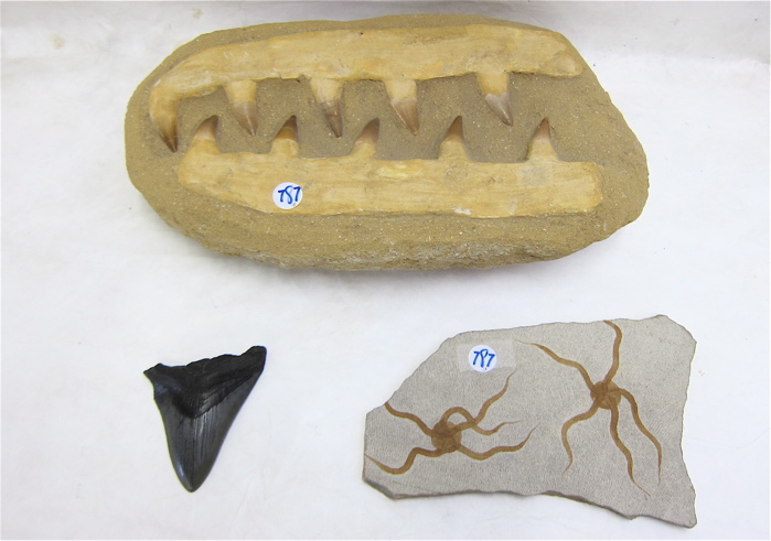 Appraisal: FOSSIL TEETH SET STARFISH PLUS A SHARK TOOTH pieces Teeth