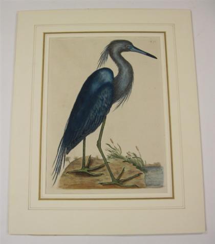 Appraisal: piece Hand-Colored Engraving Catesby Mark Little Blue Heron White Ibis