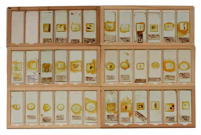 Appraisal: FIVE BOXES OF SLIDES some labelled with insects minerals and