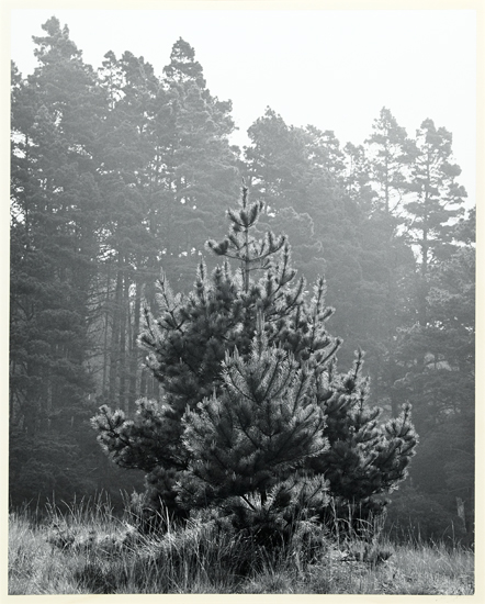 Appraisal: ADAMS ANSEL - Pine Forest Timber Cove Silver print x