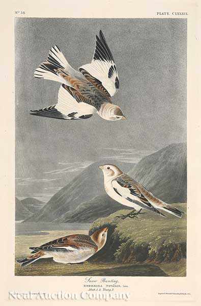 Appraisal: John James Audubon American - Snow Bunting Plate hand-colored engraving