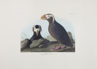 Appraisal: John James Audubon - Rough-Legged Falcon No Plate Virginia Rail