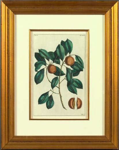 Appraisal: After Rumphius Dutch th Century Fruit Bearing Trees suite of