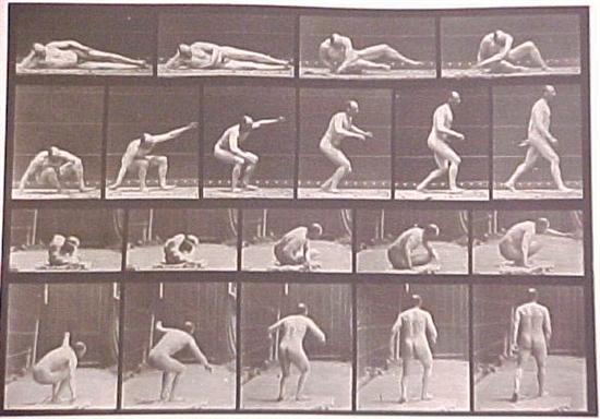 Appraisal: Eadweard Muybridge English - Animal Locomotion collotype plate motion sequence