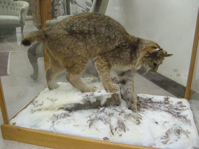 Appraisal: NORTH AMERICAN BOBCAT lynx rufus full trophy mount in custom