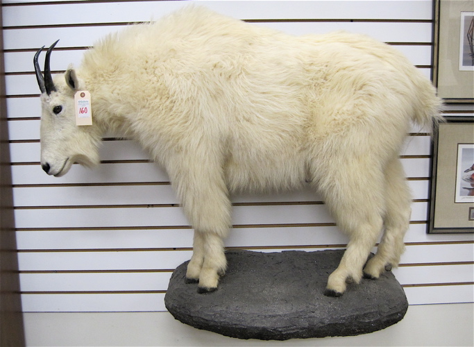 Appraisal: NORTH AMERICAN MOUNTAIN GOAT TROPHY MOUNT full mount standing on